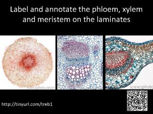 Label and annotate the phloem xylem and meristem