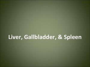 Liver Gallbladder Spleen Liver The liver is the