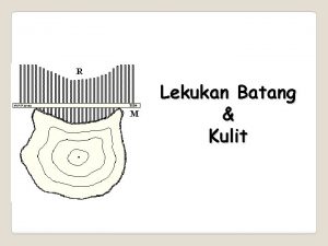 Lekukan Batang Kulit 31 Lekukan Batang Rusukrusuk yang