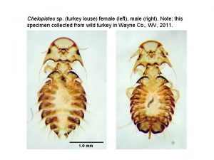 Chelopistes sp turkey louse female left male right