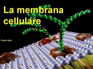 La membrana cellulare Paolo Abis Struttura generale di