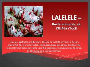 LALELELE florile minunate ale PRIMAVERII Gingase gratioase multicolore