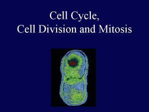 Cell Cycle Cell Division and Mitosis Phases of