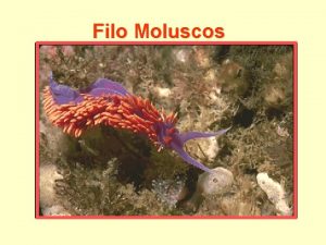 Filo Moluscos Uniramia Echinodermata Chelicerata Vertebrata Lophophores Crustacea