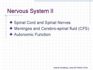 Nervous System II Spinal Cord and Spinal Nerves