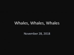 Whales Whales November 28 2018 Cetacea Elongated telescope