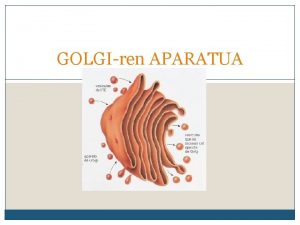 GOLGIren APARATUA Egitura Erretikulu endoplasmatikotik etorritako molekulak eraldatu