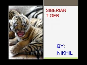 SIBERIAN TIGER BY NIKHIL APPEARANC E Siberian tigers