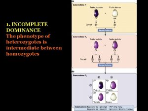 1 INCOMPLETE DOMINANCE The phenotype of heterozygotes is