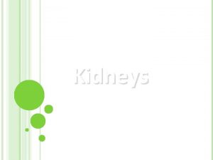 Kidneys KIDNEY STRUCTURE THE NEPHRON Nephron begins as