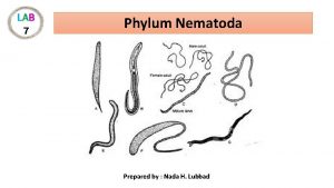 Aphasmidia vs phasmidia