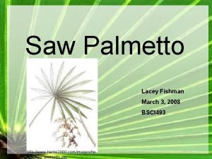 Saw Palmetto Lacey Fishman March 3 2008 BSCI