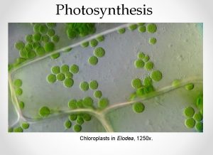 Photosynthesis Chloroplasts in Elodea 1250 x Lessons From