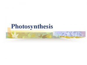 Photosynthesis Key Terms n n n Leaves Photosynthesis