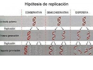Hiptesis de replicacin Experimento de Replicacin Replicacin semiconservativa