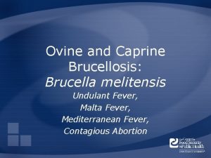 Ovine and Caprine Brucellosis Brucella melitensis Undulant Fever
