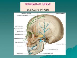 TRIGEMINAL NERVE DR GALLATZ KATALIN Nuclei of the