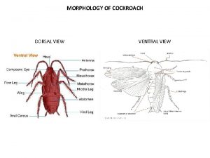 A well labelled diagram of the dorsal view of a cockroach