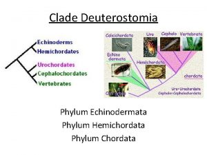 Clade Deuterostomia Phylum Echinodermata Phylum Hemichordata Phylum Chordata