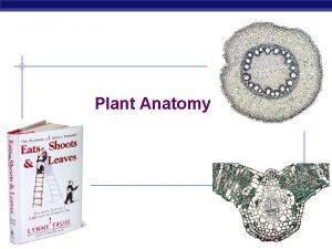 Plant Anatomy AP Biology 2006 2007 Plant TISSUES