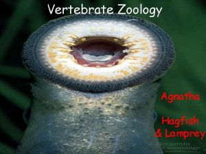 Vertebrate Zoology Agnatha Hagfish Lamprey Key Features o