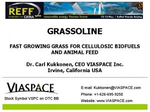 GRASSOLINE FAST GROWING GRASS FOR CELLULOSIC BIOFUELS AND