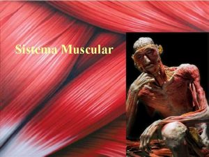 Sistema Muscular Msculos Introduccin El Sistema Osteoartromuscular integra