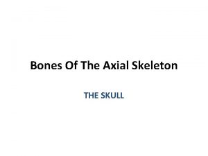 Bones Of The Axial Skeleton THE SKULL Skull