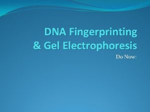 DNA Fingerprinting Gel Electrophoresis Do Now DNA Fingerprinting