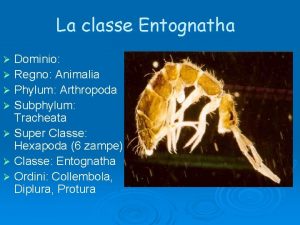 Classe entognatha