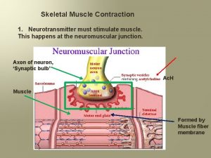 Skeletal Muscle Contraction 1 Neurotransmitter must stimulate muscle