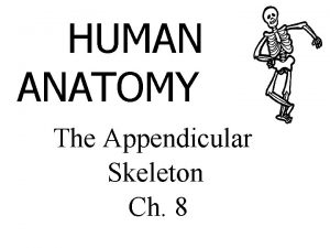 HUMAN ANATOMY The Appendicular Skeleton Ch 8 Appendicular