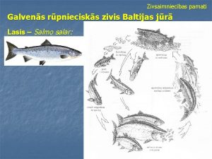 Zivsaimniecbas pamati Galvens rpniecisks zivis Baltijas jr Lasis