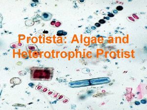 Protista Algae and Heterotrophic Protist Protista diverse group