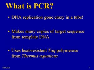 What is PCR DNA replication gone crazy in