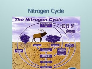 Nitrogen Cycle Nitrogen n Most abundant element in