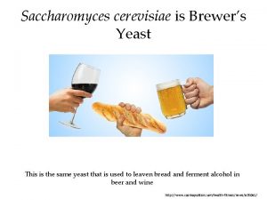 Saccharomyces cerevisiae is Brewers Yeast This is the