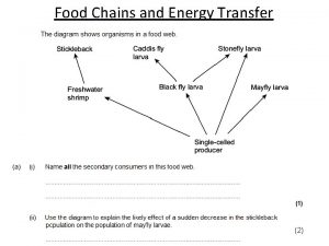 Food Chains and Energy Transfer 2 Food Chains