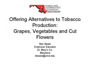 Offering Alternatives to Tobacco Production Grapes Vegetables and
