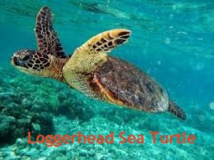 Loggerhead sea turtle range