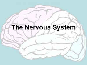 The Nervous System Central Nervous System Made up