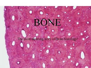 BONE The most amazing story of bone histology