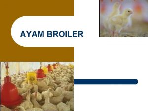 AYAM BROILER 1 DEFINISI Ayam Broiler adalah Ayamayam