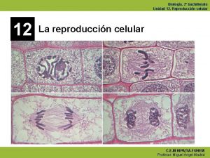 Biologa 2 bachillerato Unidad 12 Reproduccin celular 12