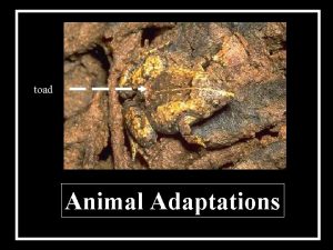 Toad adaptations