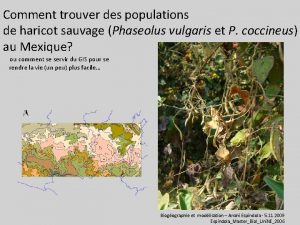 Comment trouver des populations de haricot sauvage Phaseolus