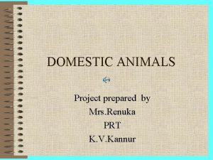 DOMESTIC ANIMALS Project prepared by Mrs Renuka PRT