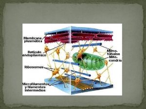 Mikrotubuluak