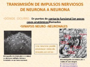 TRANSMISIN DE IMPULSOS NERVIOSOS DE NEURONA A NEURONA