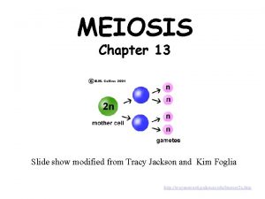 MEIOSIS Chapter 13 Slide show modified from Tracy